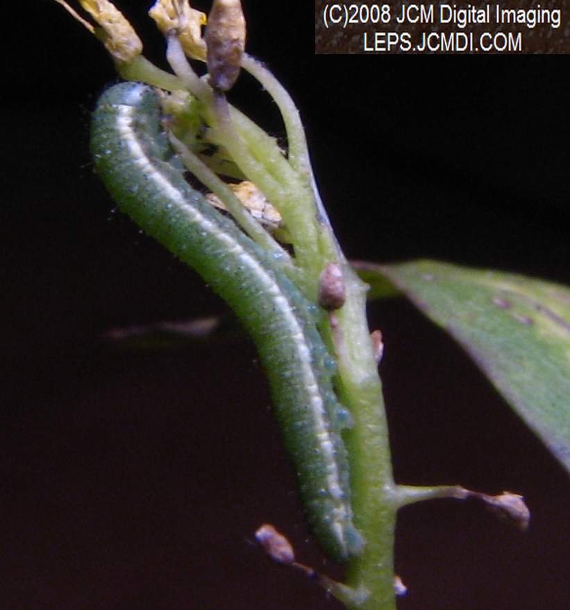 Third instar Sara Orange-Tip butterfly larvae filmed on various days in May, 2008